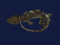 藏品(鉛山壁虎)的圖片